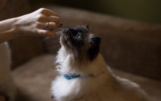 pet nutrition