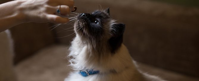 pet nutrition