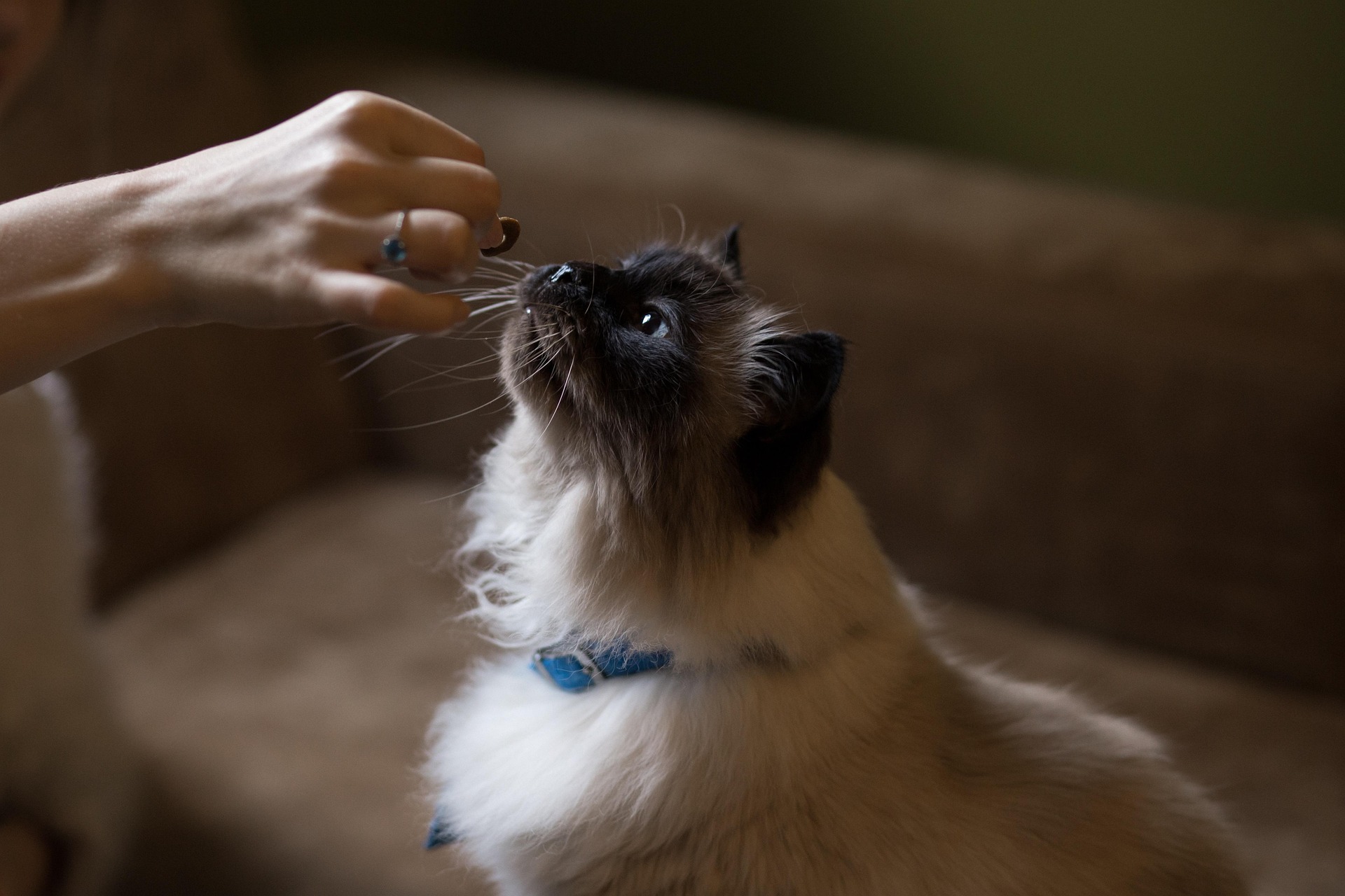 pet nutrition pet nutrition